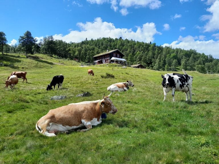 Kråkeroe-staulen